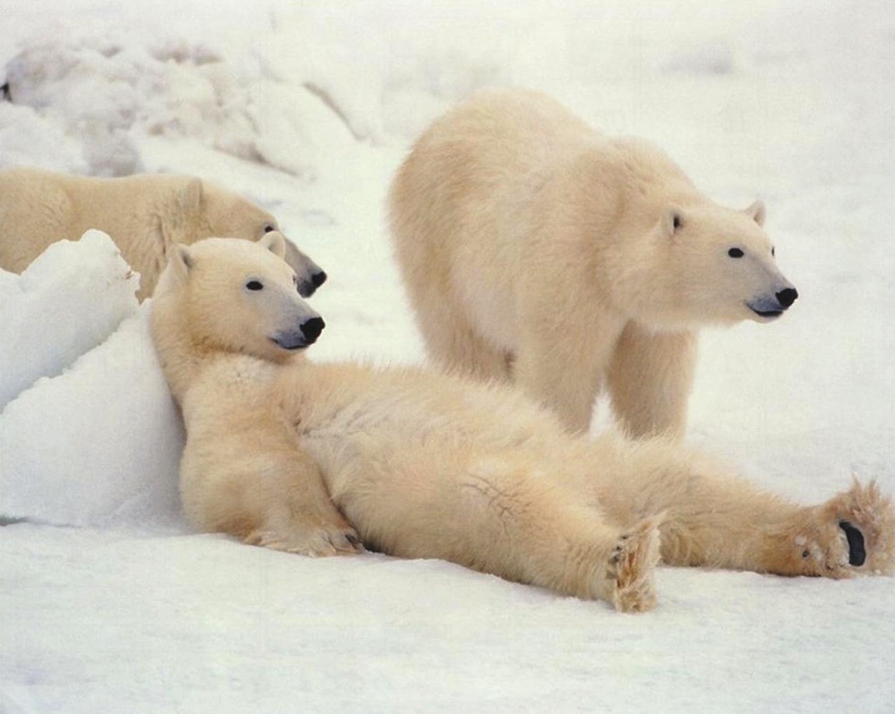 white-polar-bears